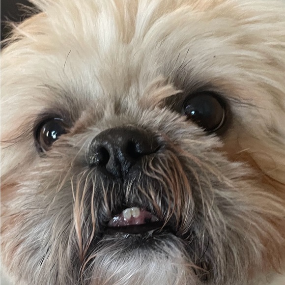 Meet your Posher, Lizeth - Picture 1 of 1